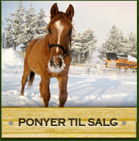 knap_ponyertilsalg